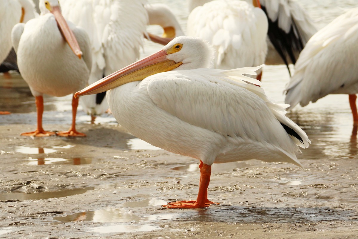 Amerika Pelikanı - ML646212278