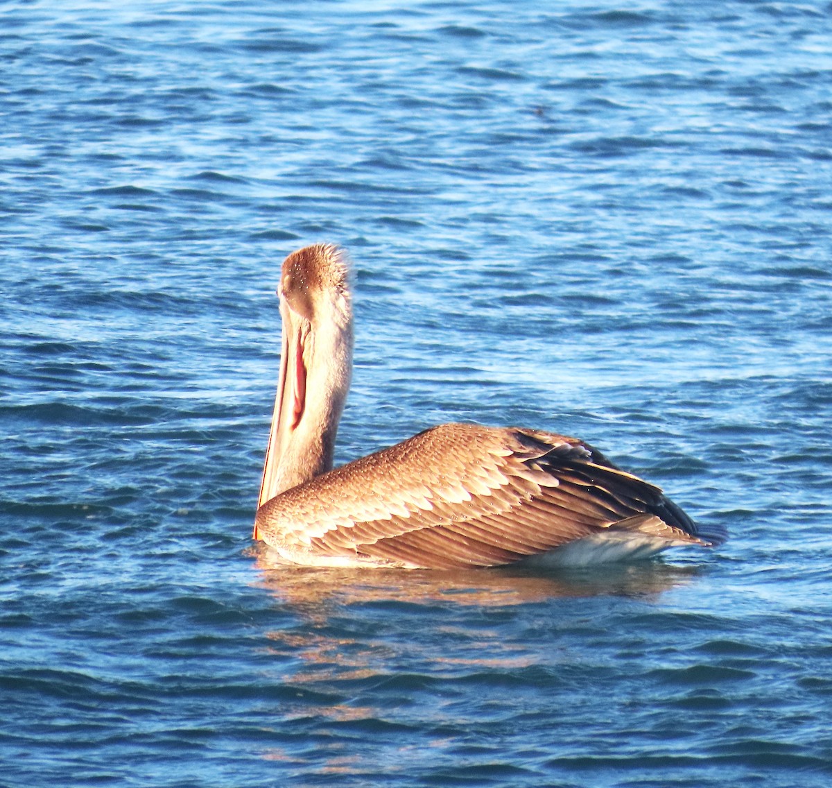 カッショクペリカン - ML646212282