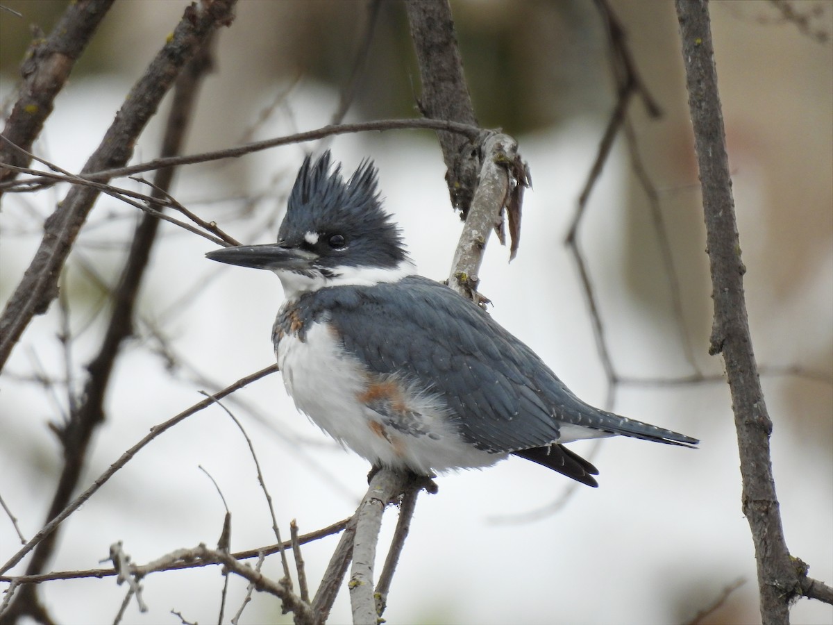 Martin handi iparramerikarra - ML646212283