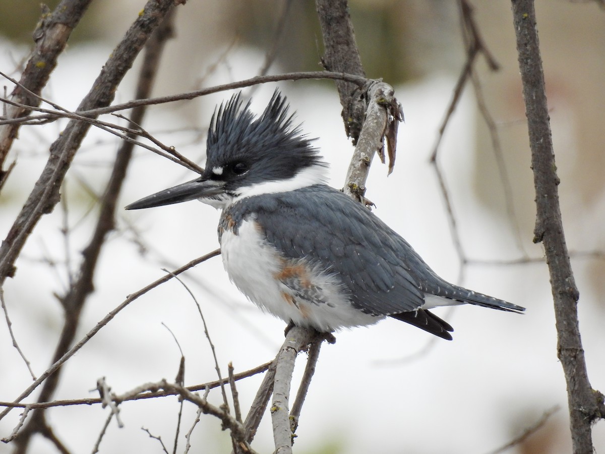 Martin handi iparramerikarra - ML646212284