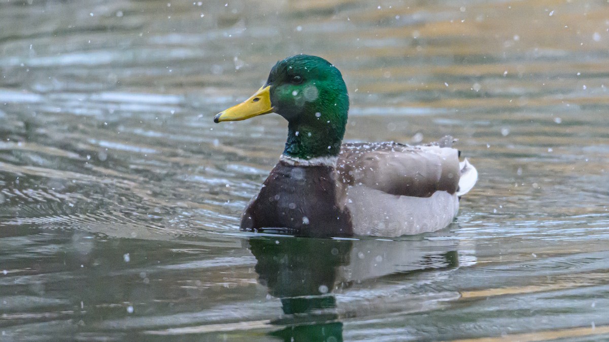 Mallard - ML646212287