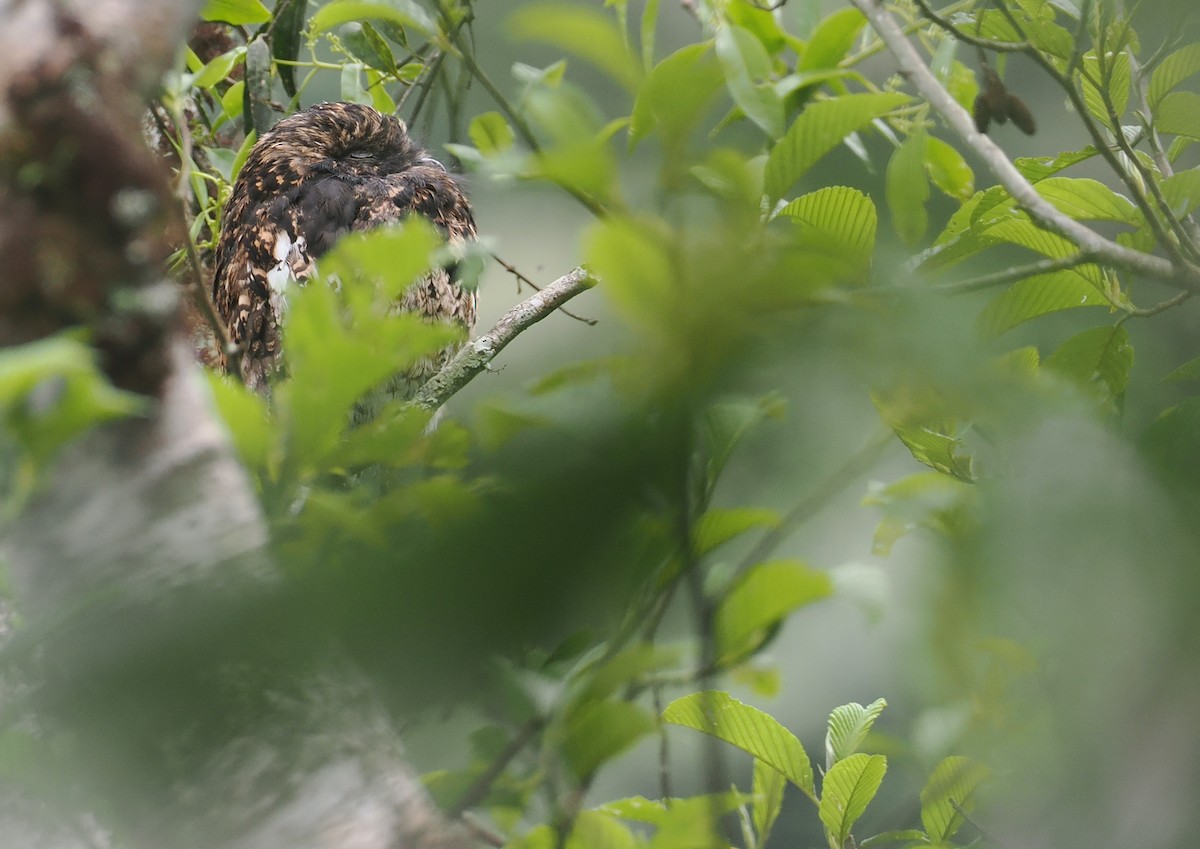 Andean Potoo - ML646212288