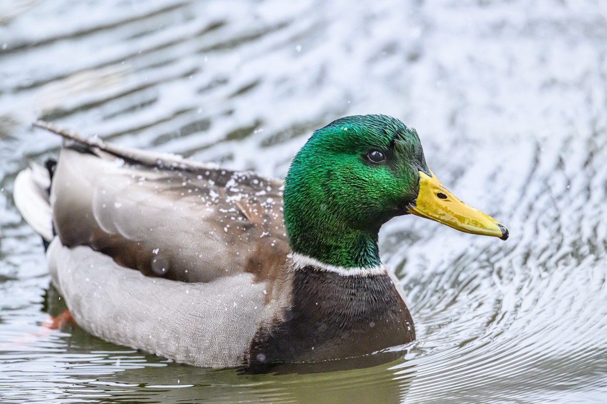 Mallard - ML646212289