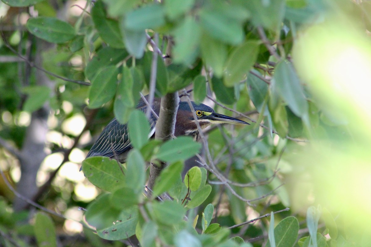 Green Heron - ML646212290