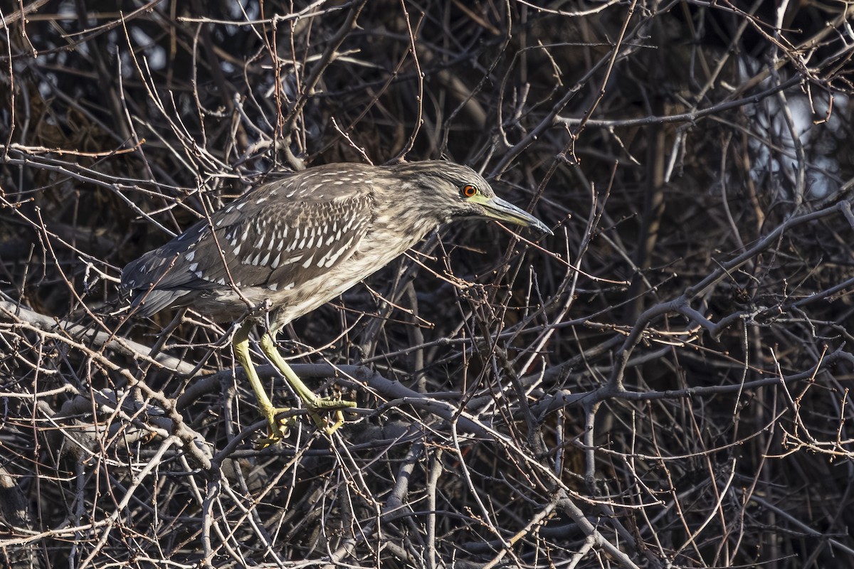 Black-crowned Night Heron - ML646212298
