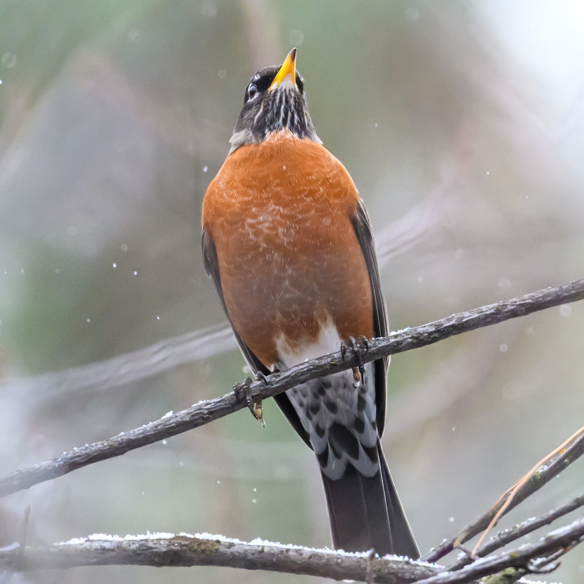 American Robin - ML646212299
