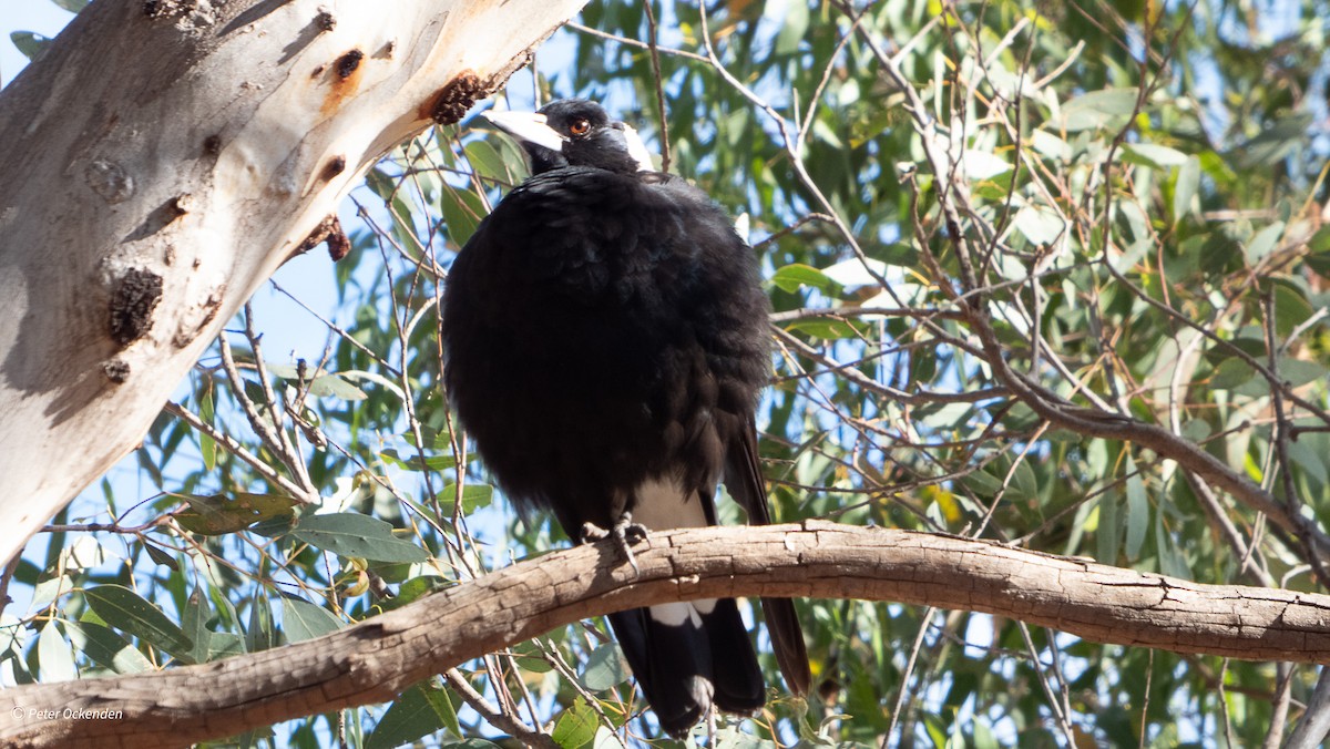Australian Magpie - ML646212300