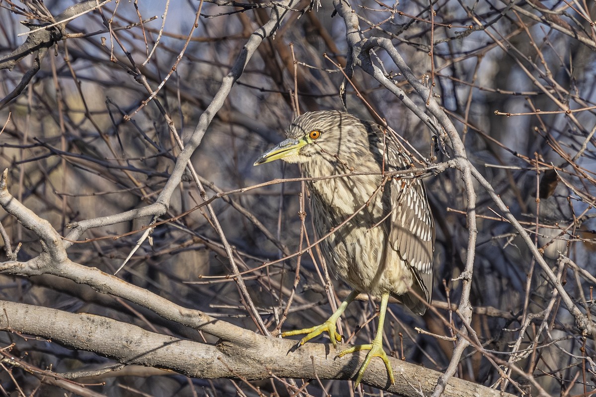 Black-crowned Night Heron - ML646212303