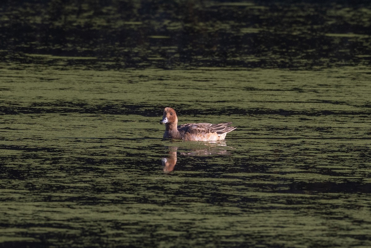 Eurasian Wigeon - ML646212305