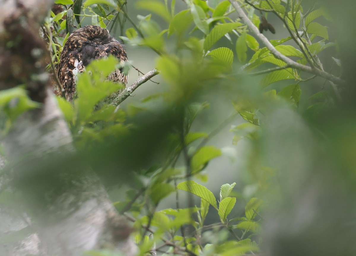 Andean Potoo - ML646212306