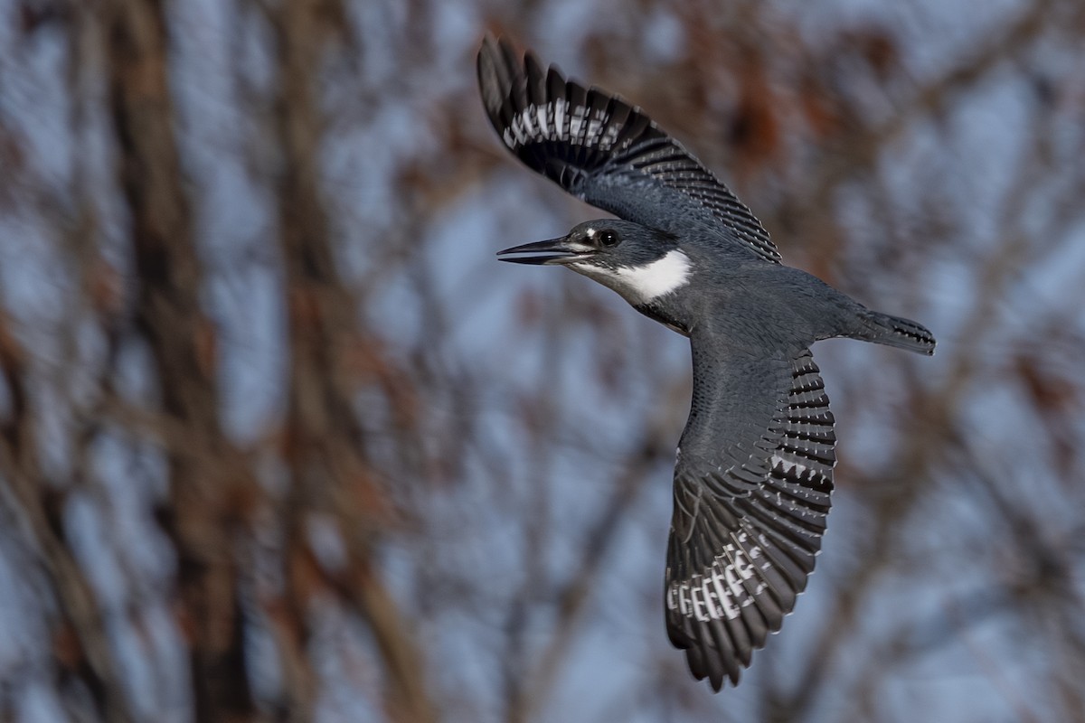 Martin handi iparramerikarra - ML646212307