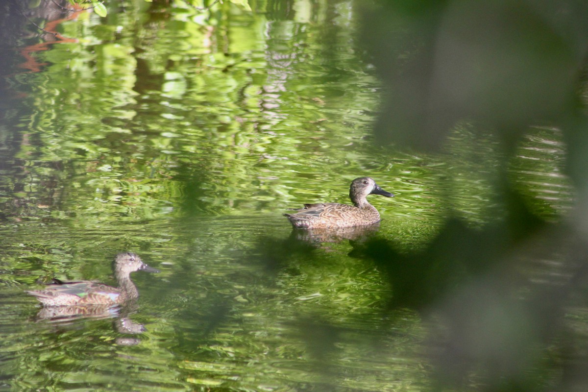 Blue-winged Teal - ML646212311