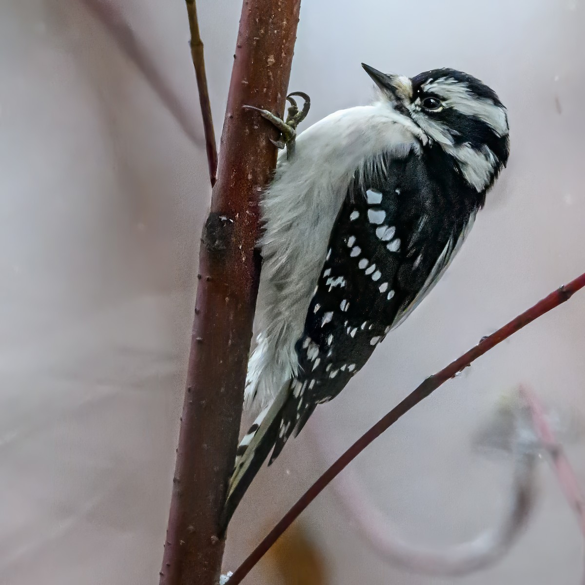 Downy Woodpecker - ML646212312