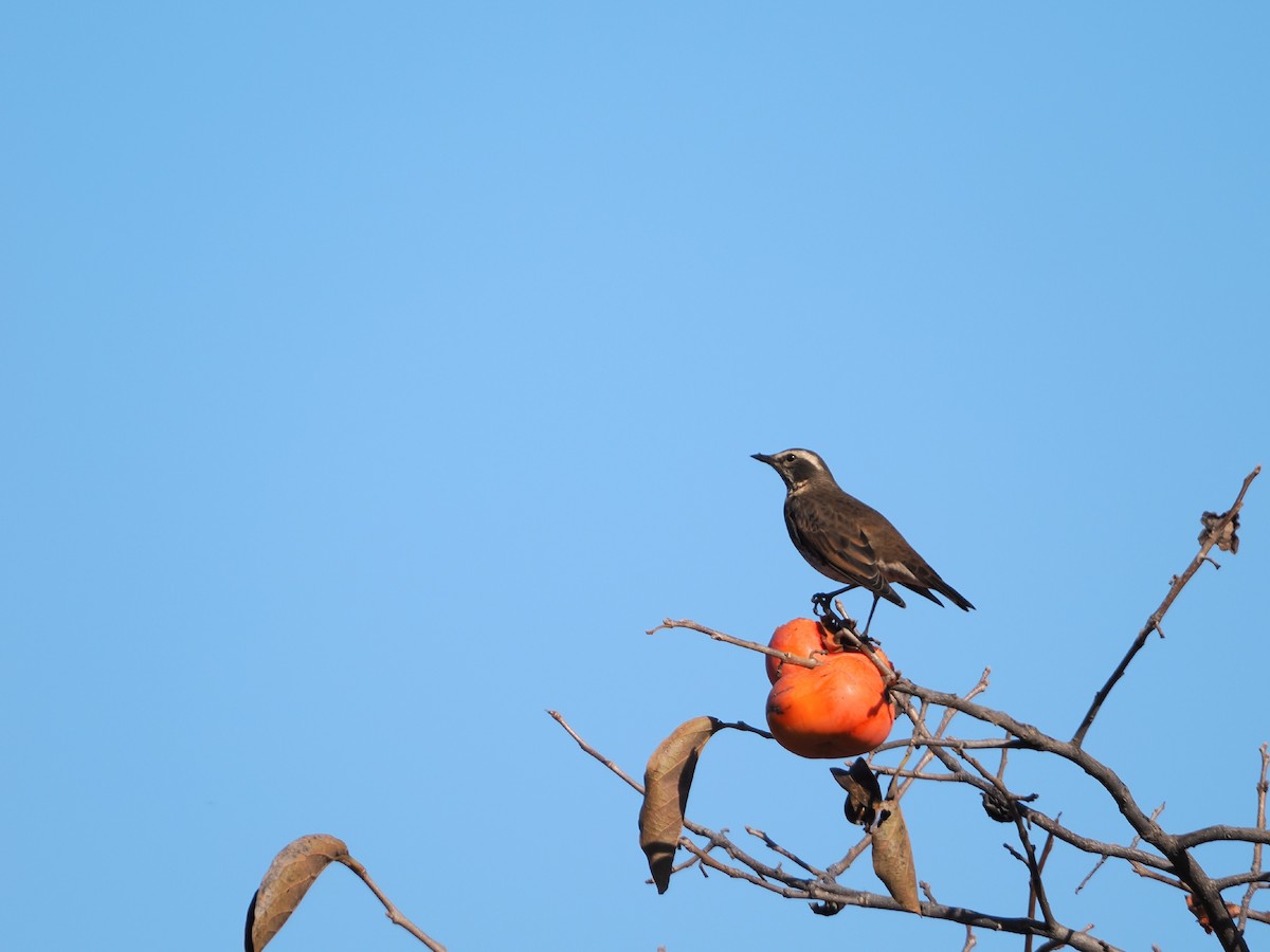 斑點鶇 - ML646212315