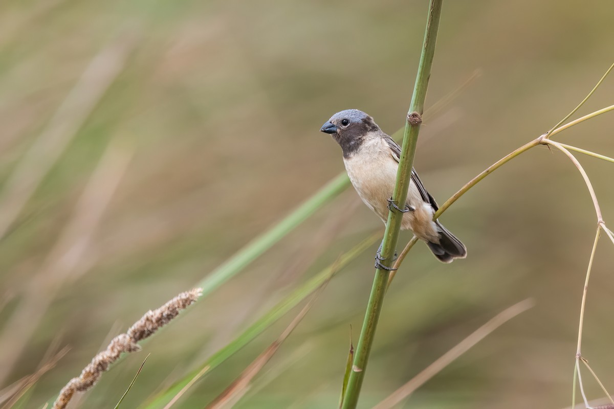 Ibera Seedeater - ML646212319