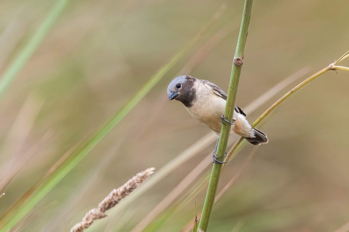 Ibera Seedeater - ML646212320