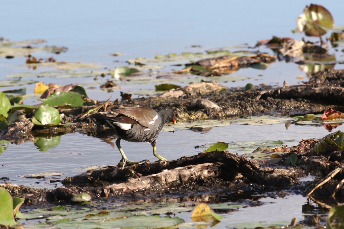 slípka americká - ML646212329