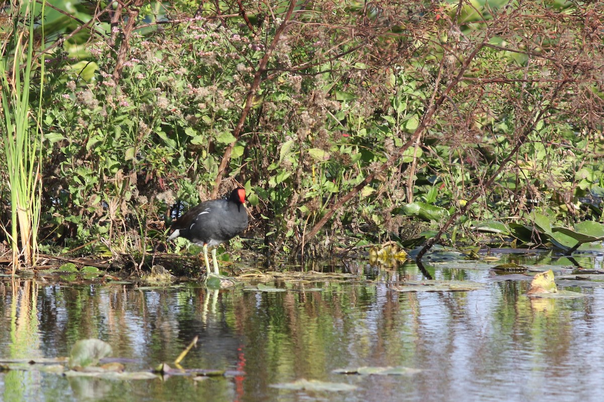 slípka americká - ML646212330