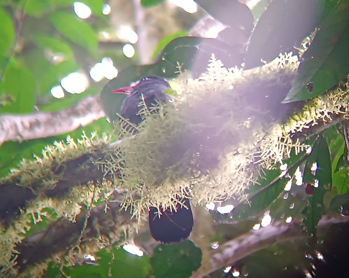 White-fronted Nunbird - ML646212331