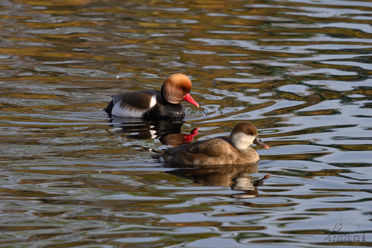 Red-crested Pochard - ML646212332