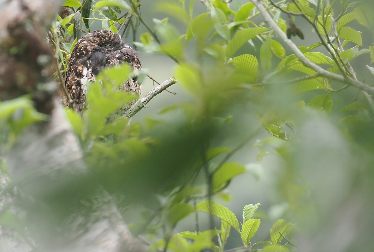 Andean Potoo - ML646212333
