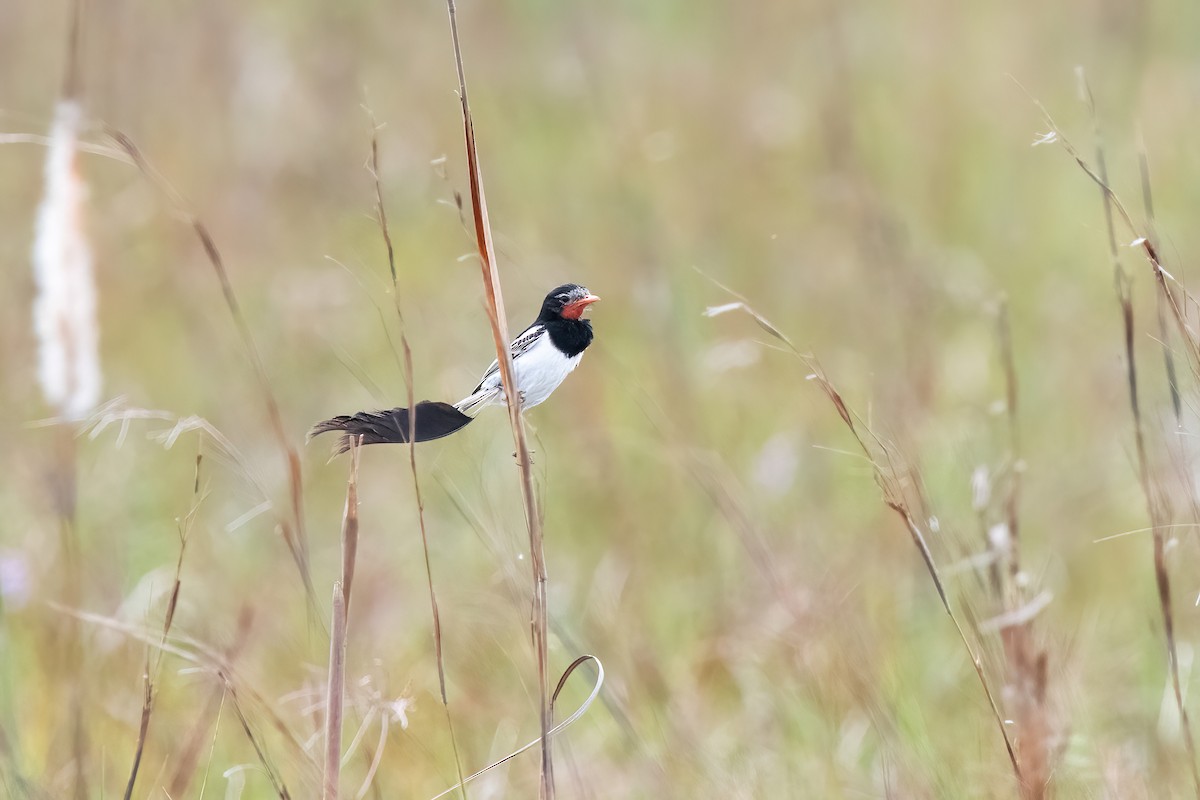Strange-tailed Tyrant - ML646212335