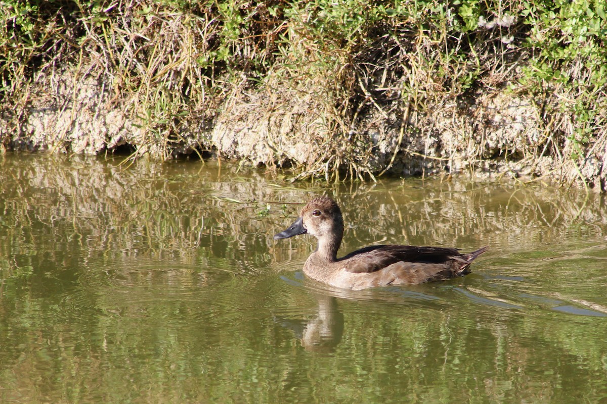 Ring-necked Duck - ML646212336