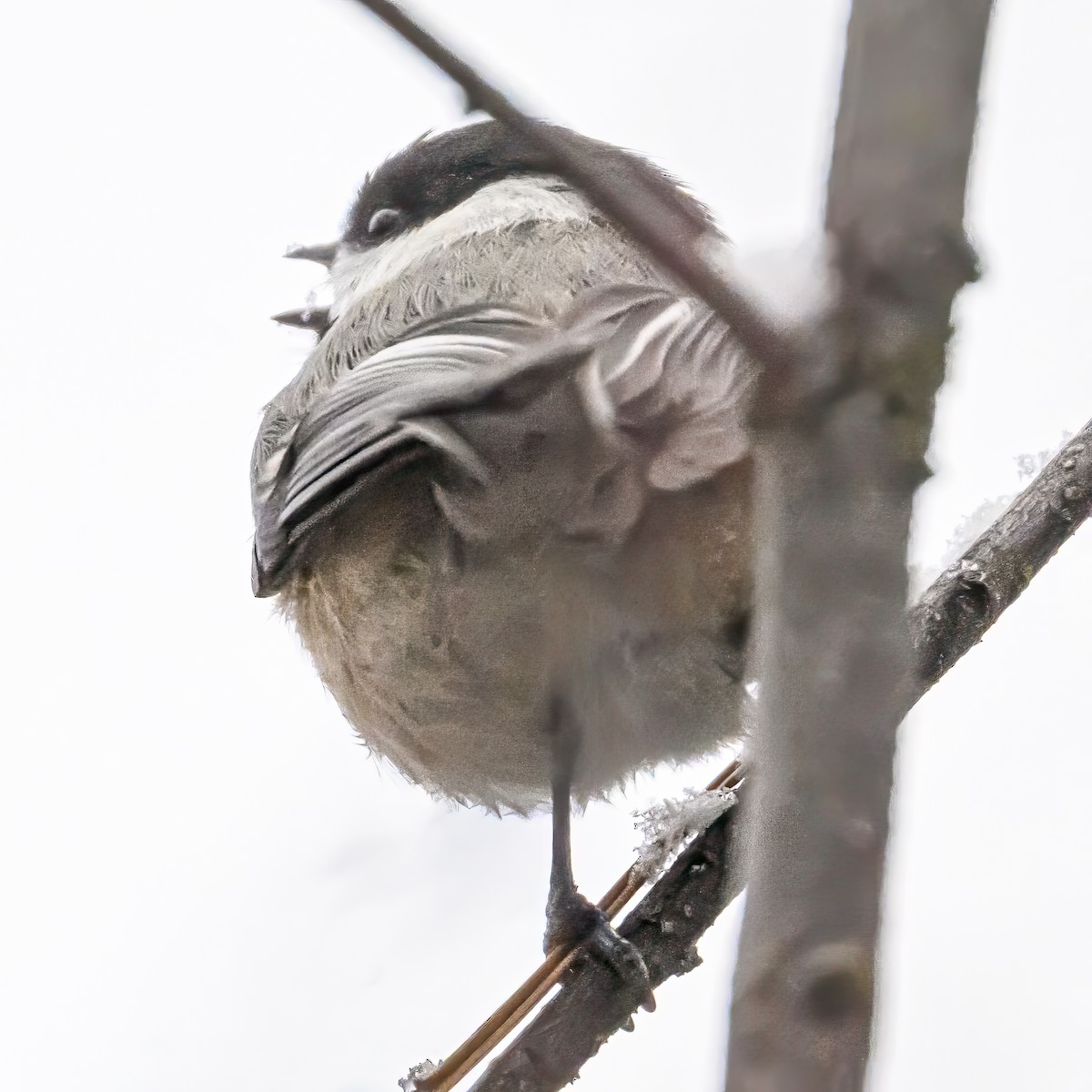 Black-capped Chickadee - ML646212339