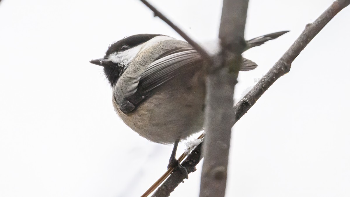 Black-capped Chickadee - ML646212342