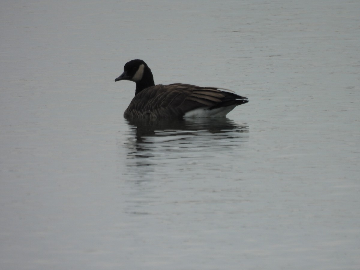 小加拿大雁 - ML646212345