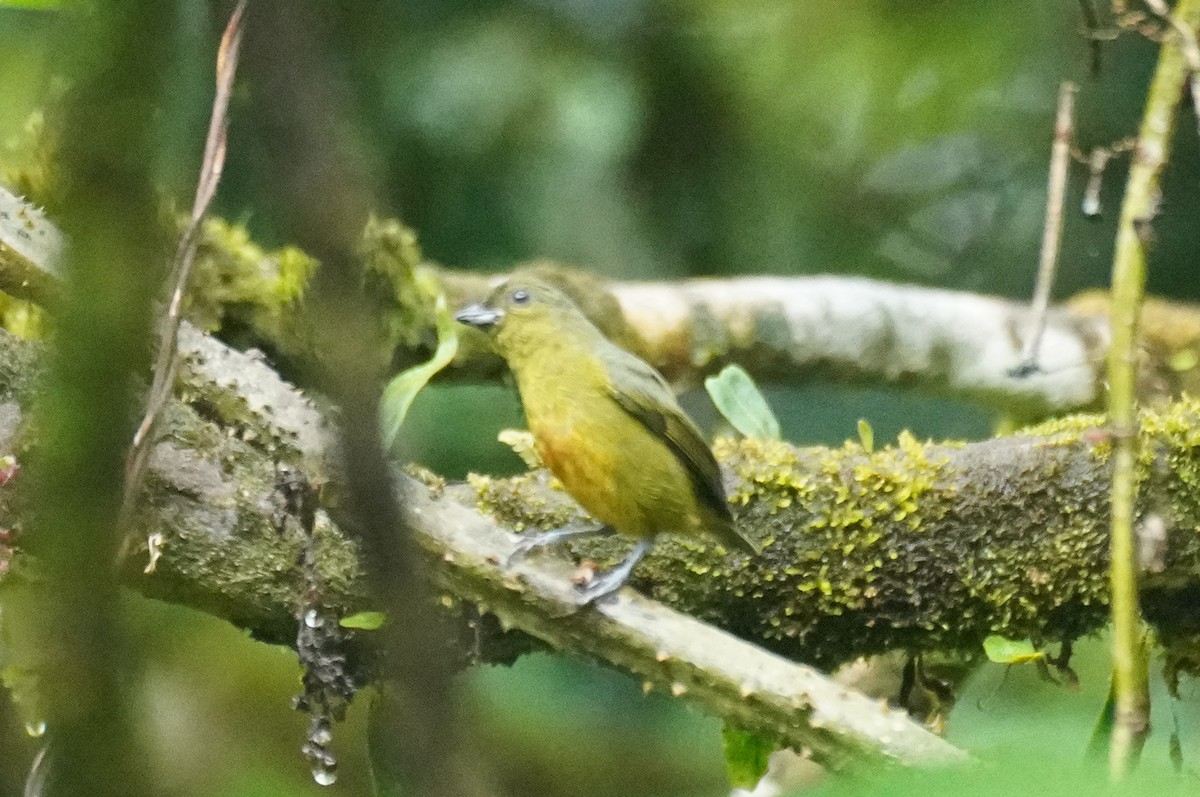 Olive-backed Euphonia - ML646212347