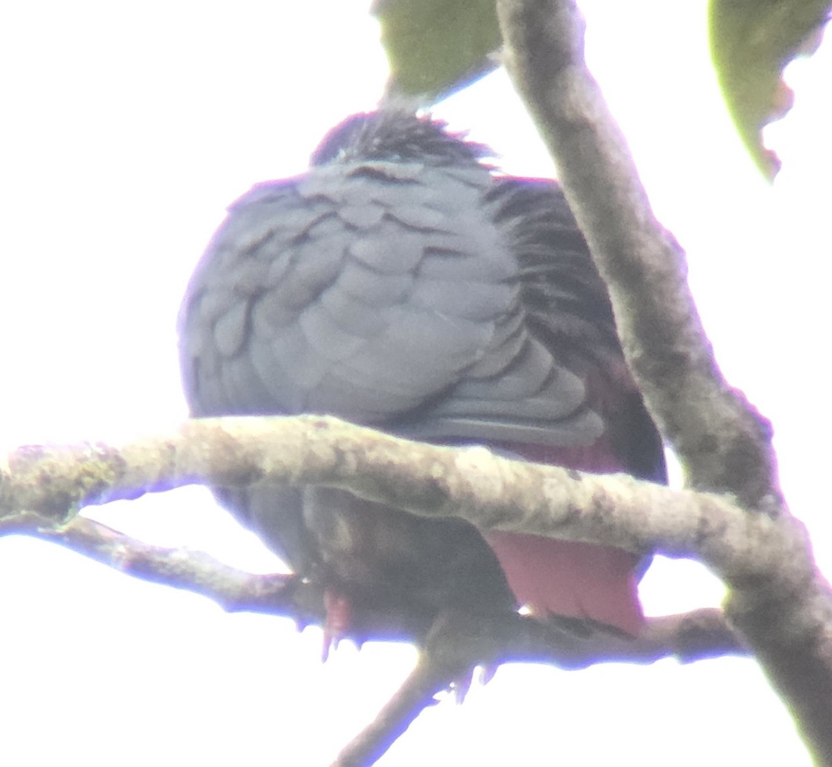 Фунінго мадагаскарський - ML646212348