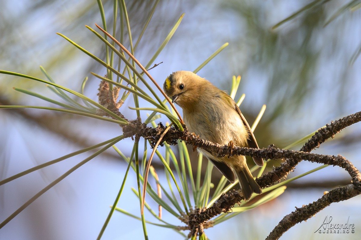 Goldcrest - ML646212350