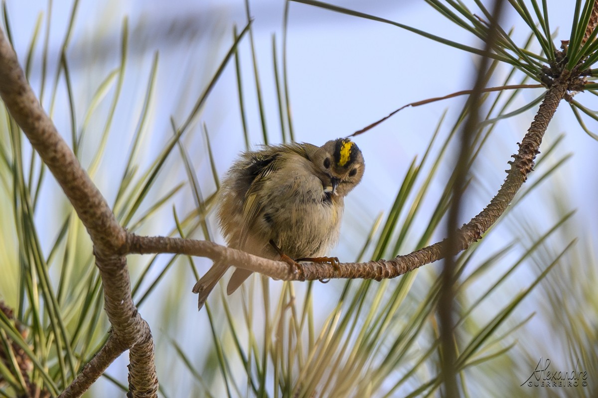 Goldcrest - ML646212351
