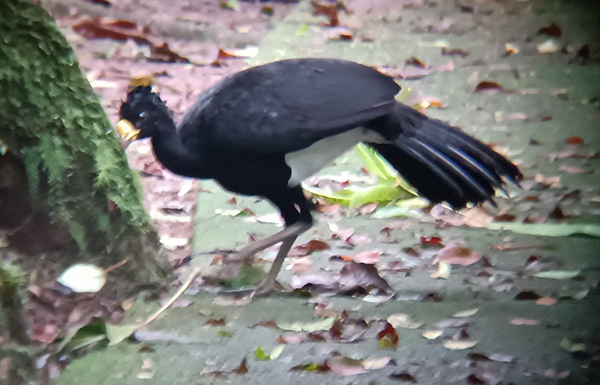 Great Curassow - ML646212352