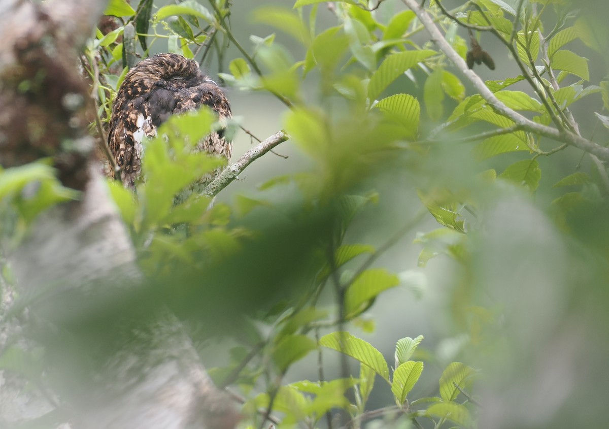 Andean Potoo - ML646212354