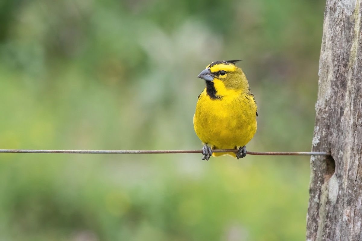 Yellow Cardinal - ML646212359