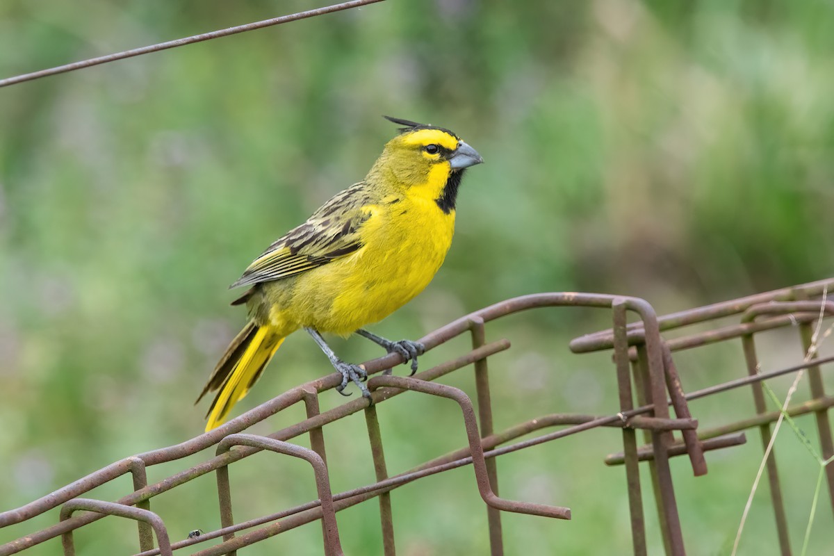 Yellow Cardinal - ML646212360
