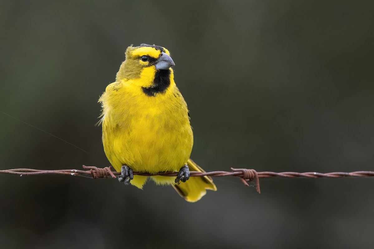 Yellow Cardinal - ML646212361