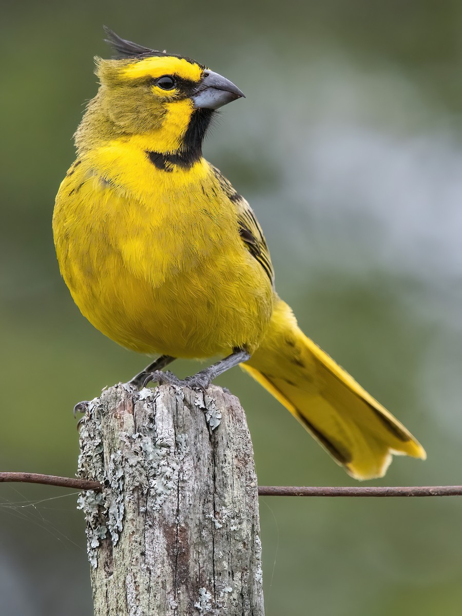 Yellow Cardinal - ML646212362