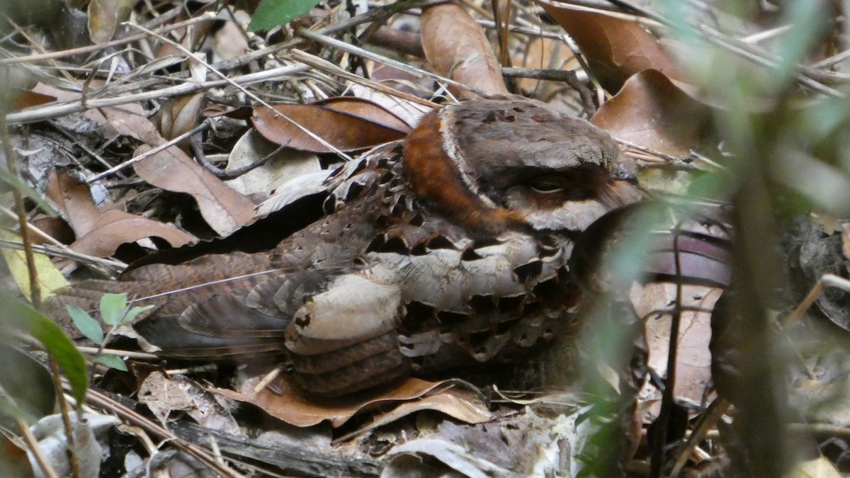 Дрімлюга мангровий - ML646212364