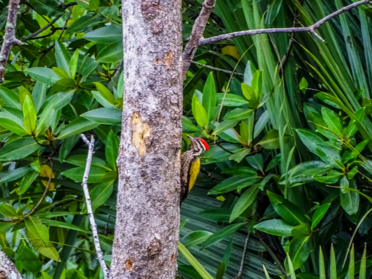 Common Flameback - ML646212365