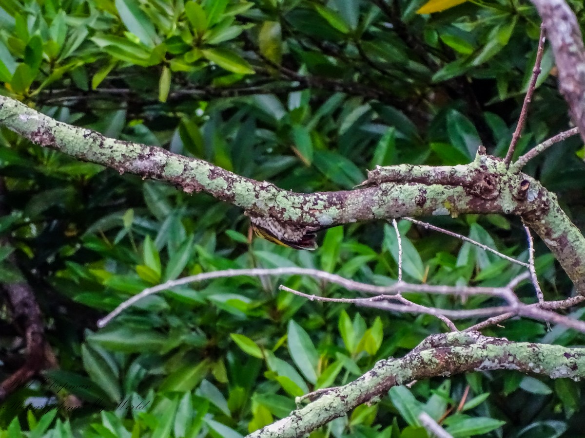 Common Flameback - ML646212367