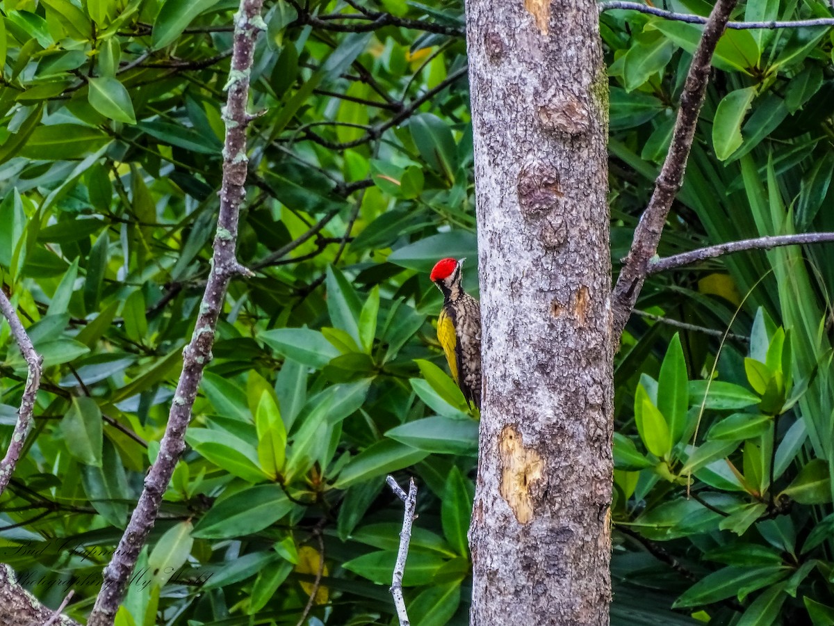 Common Flameback - ML646212368