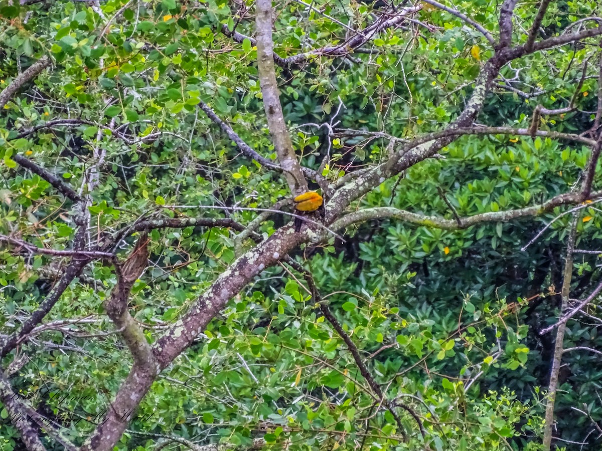 Common Flameback - ML646212370