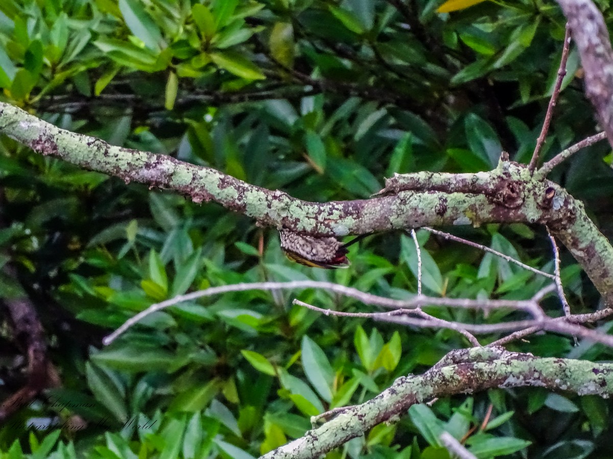 Common Flameback - ML646212371