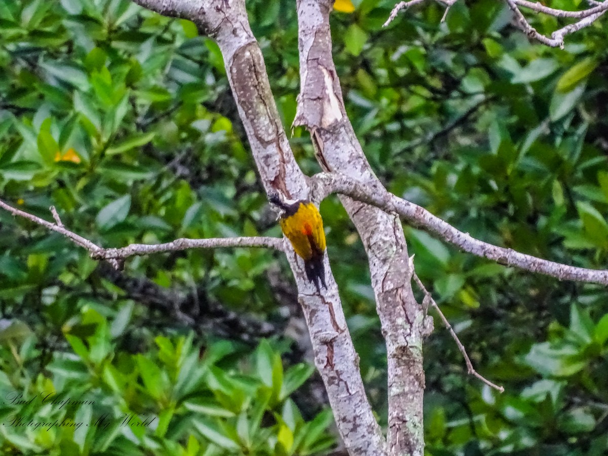 Common Flameback - ML646212372