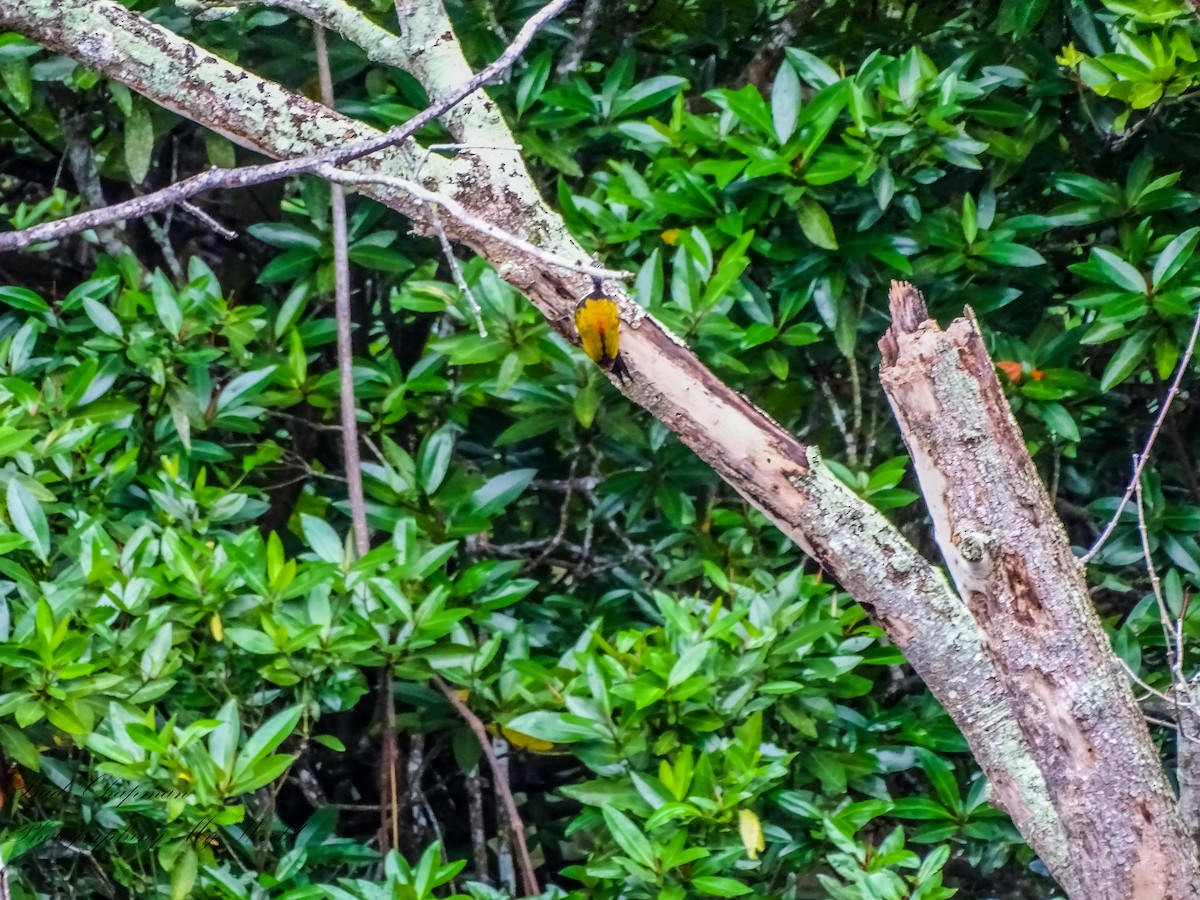 Common Flameback - ML646212373