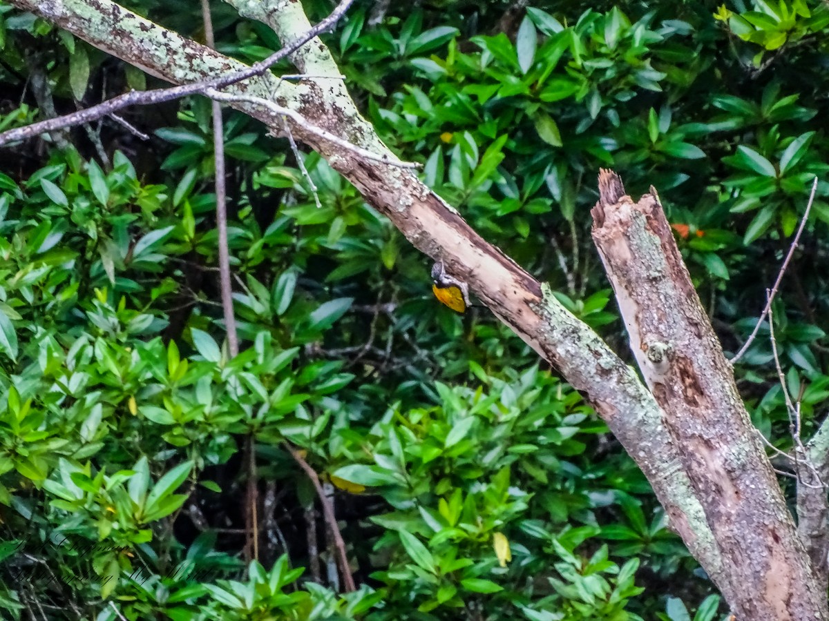 Common Flameback - ML646212374