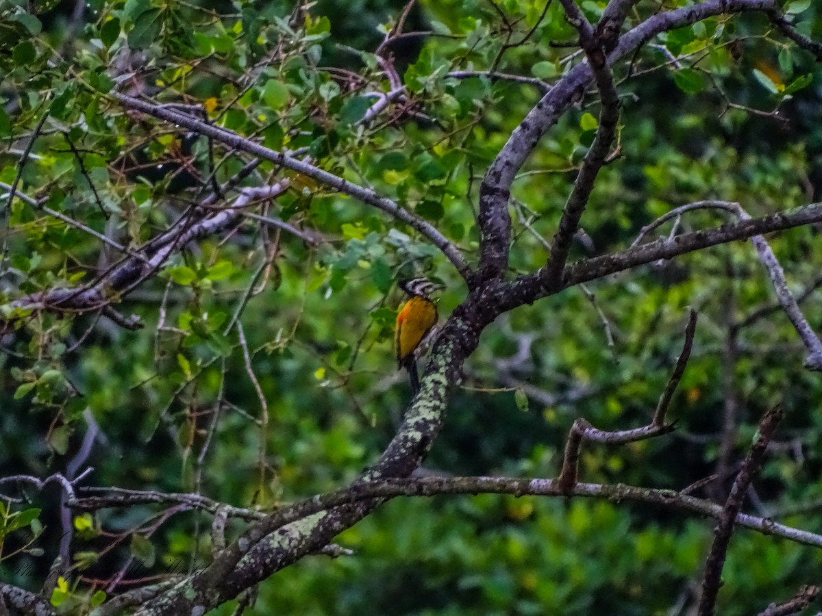 Common Flameback - ML646212376